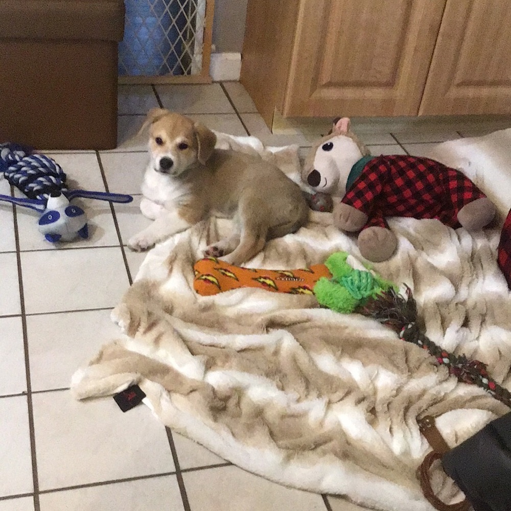 POSH AMBASSADOR Nets  🇨🇮 5.00 ITEMS BUNDLE ONLY